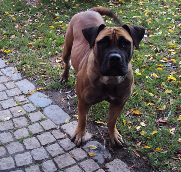 boerboelschuur
