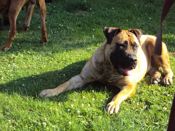 boerboelschuur