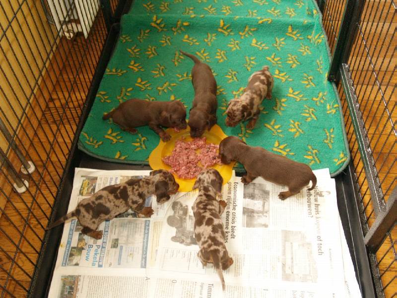 saartje nu vier weken oud