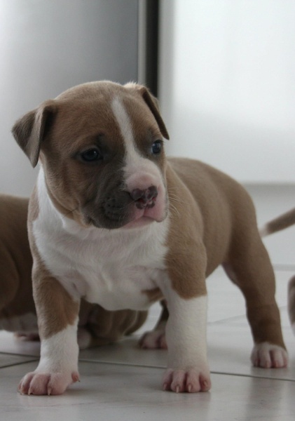 From Nature's Finest 