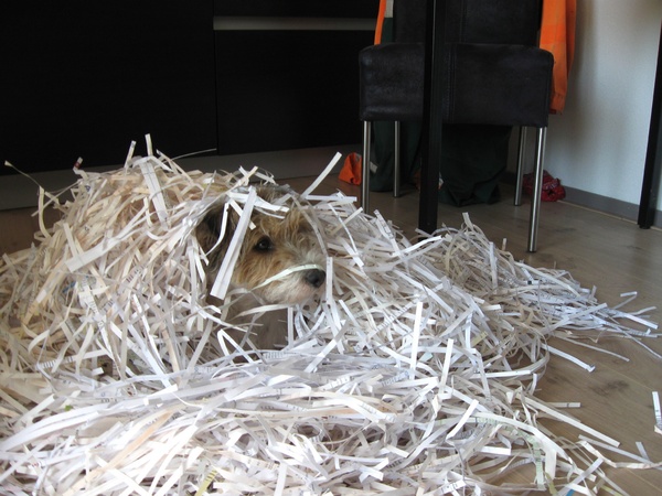 Parson Russell Terriër