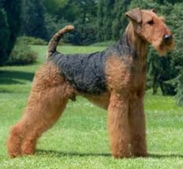 airedale terrier