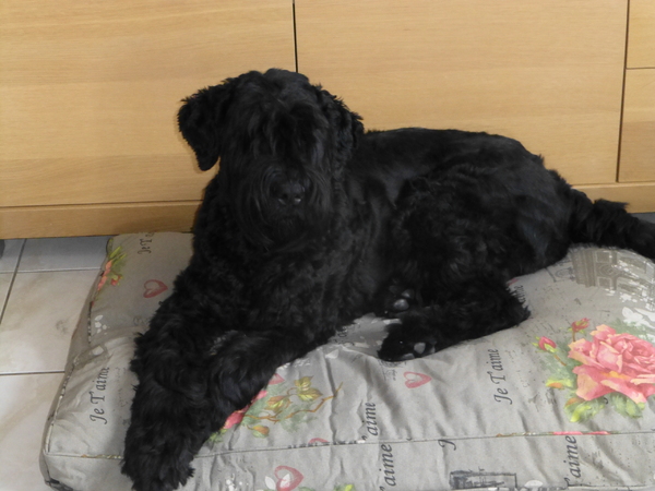 Zwarte Russische Terrier