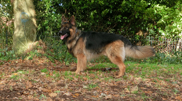 Oud Duitse Herdershond