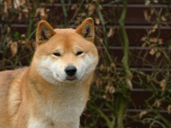Shiba