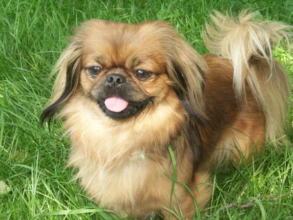Pekingees