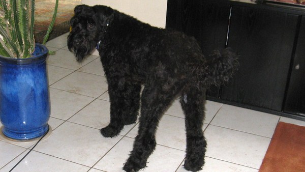 Bouvier des Flandres