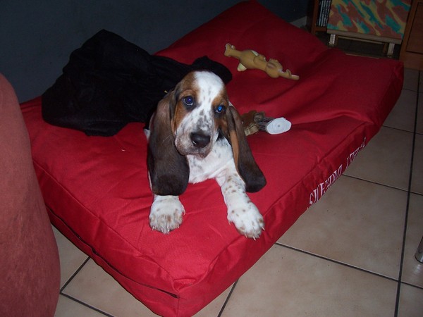 Bassie, 12 weken oud