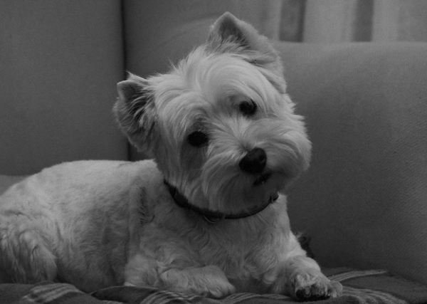 West Highland White Terrier