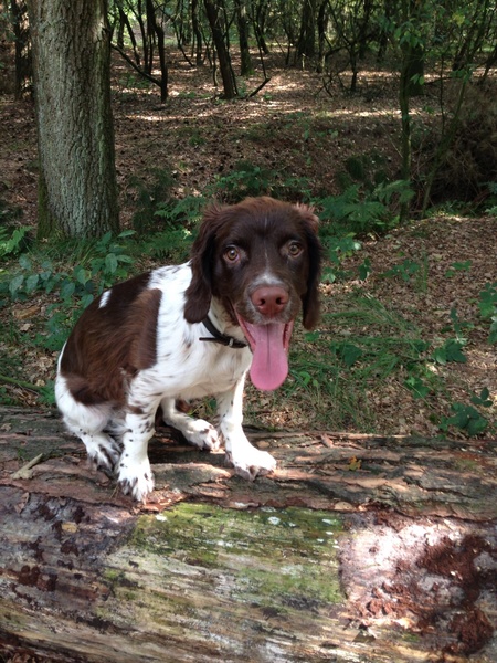Engelse Springer Spaniel