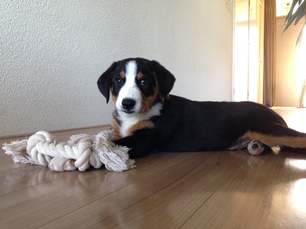 Appenzeller Sennenhond