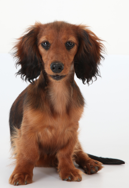 Dwergdashond, langhaar