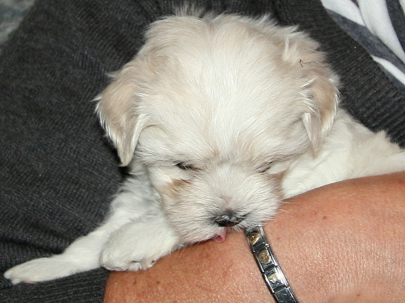 Eerste likjes aan de nieuwe baas