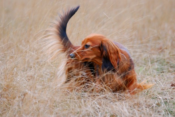 Dwergdashond, langhaar