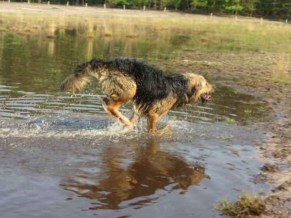 weerspiegeling van Levi in galop.