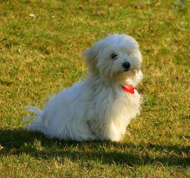 Laatste schooldag puppyklas