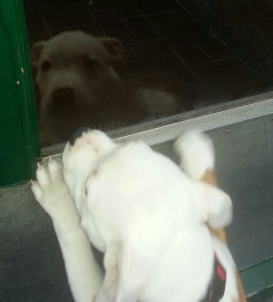 Weten waar zijn viendje woont!