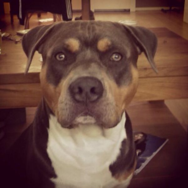 American Staffordshire Terrier