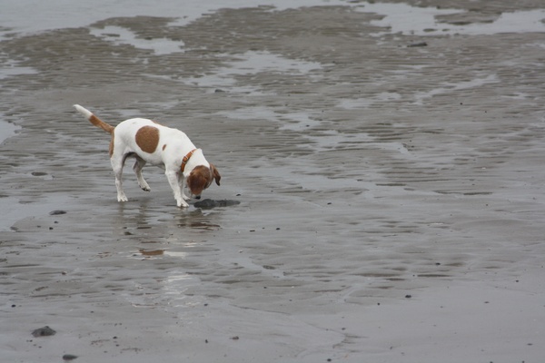 He, een andere hond!