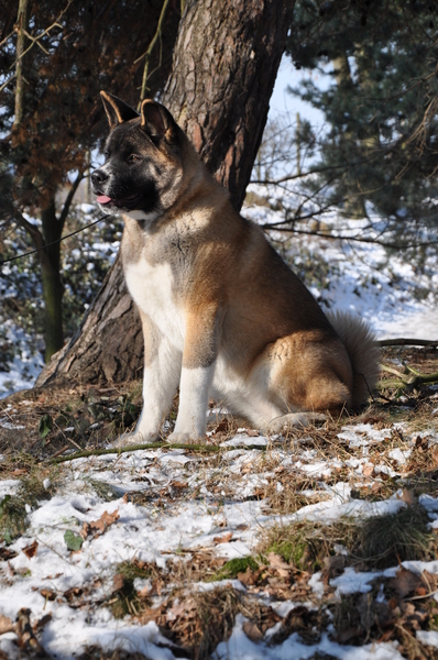 American Akita