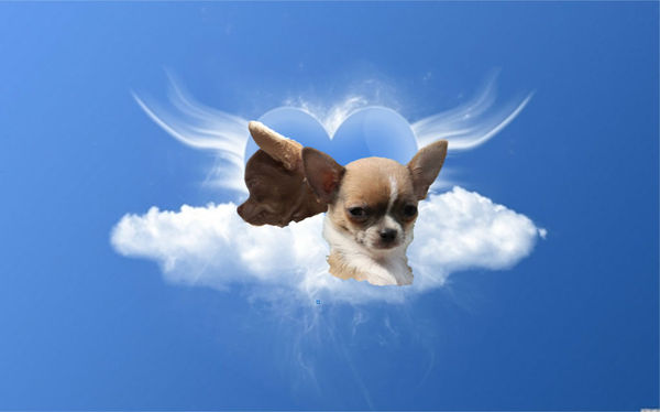 Dutch Angels Chihuahua's
