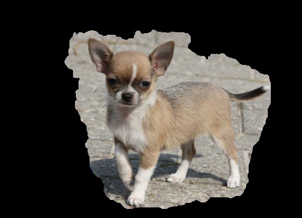 Dutch Angels Chihuahua's