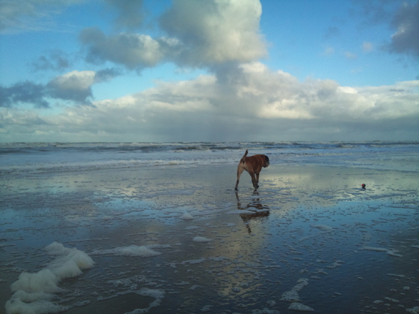 Wolken, zee en hond