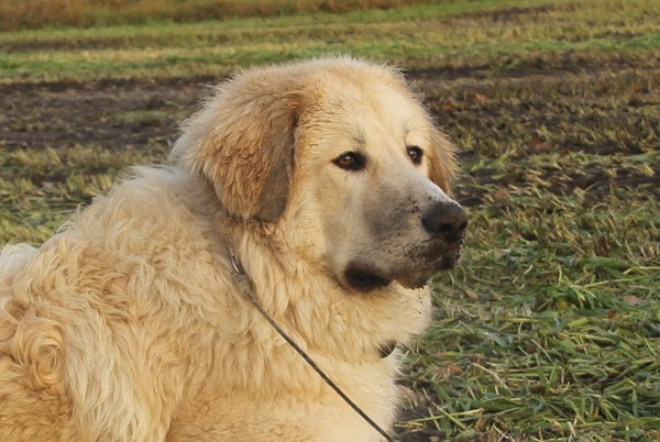 kruising kaukasische herder