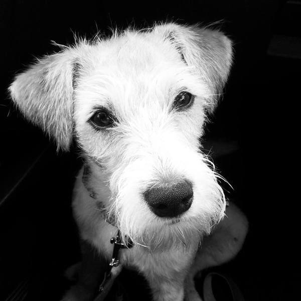 De Reflectie van onschuld 