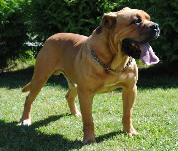 Kennel Oldpride