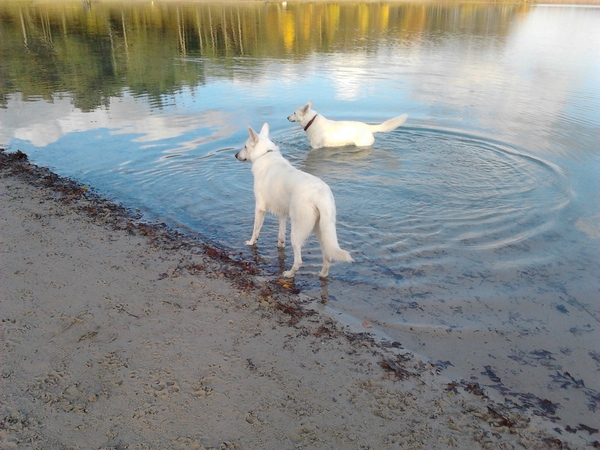 2 white Shadows