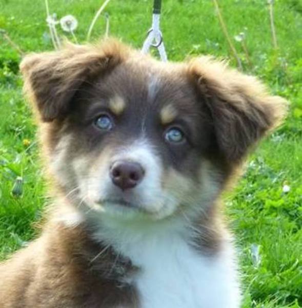 Australian Shepherd