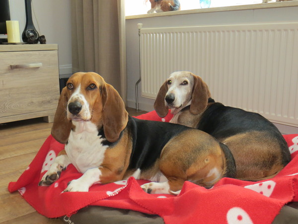 Basset Artesien Normand