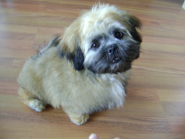 Shih Tzu