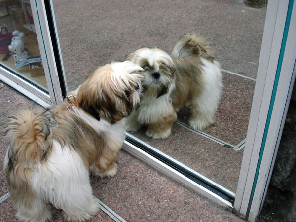 Ouran in Privas, aanvaring met spiegel