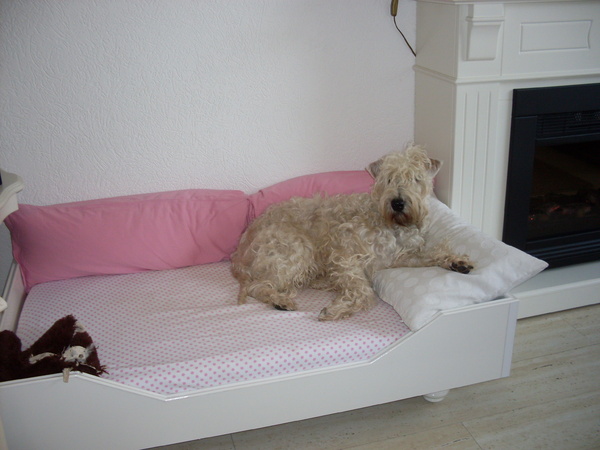 Irish Softcoated Wheaten Terriër