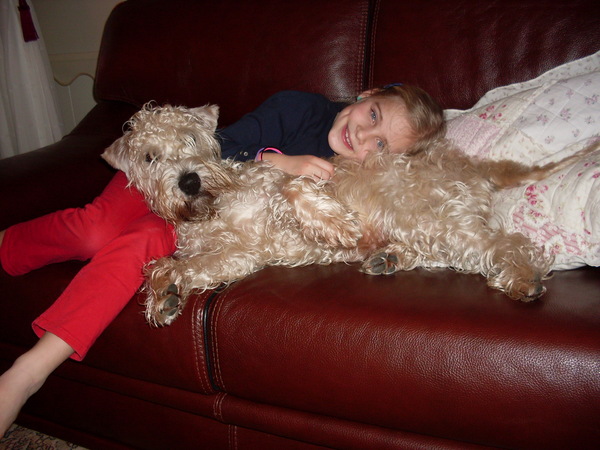 Irish Softcoated Wheaten Terriër