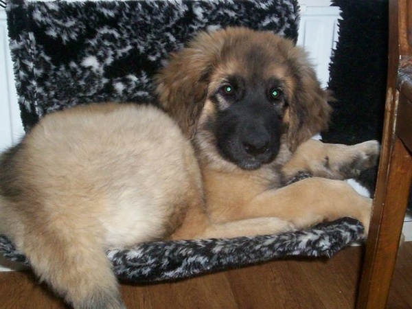 Leonberger