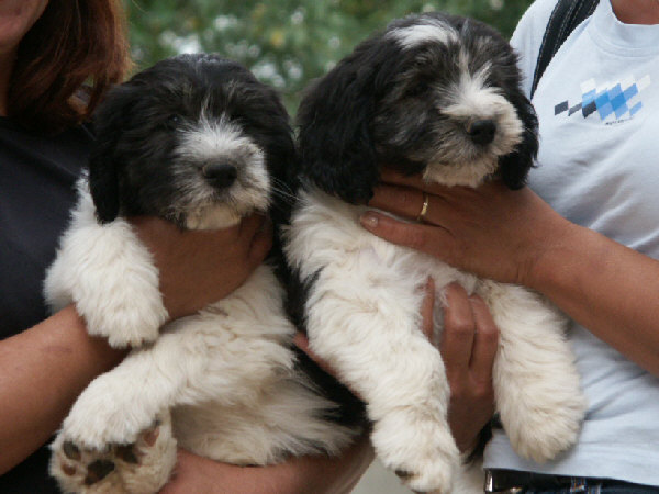 Polski Owczarek Nizinny