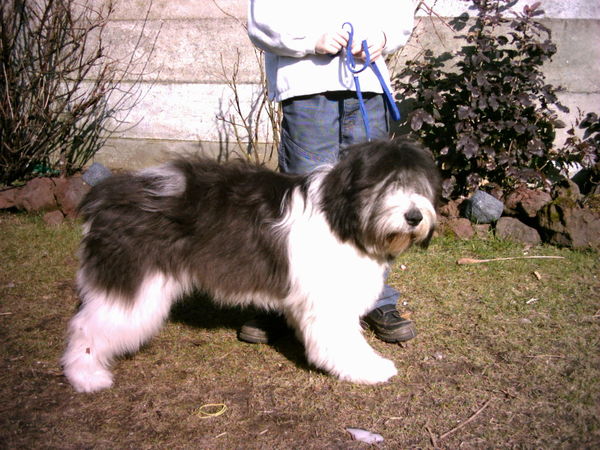 Polski Owczarek Nizinny