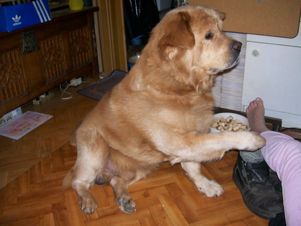 hond geef zelf een pootje zonder da ik da vraag ^^