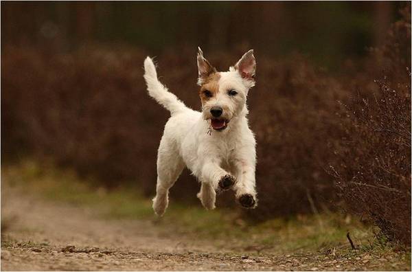 Belgische Herdershond, Groenendaeler