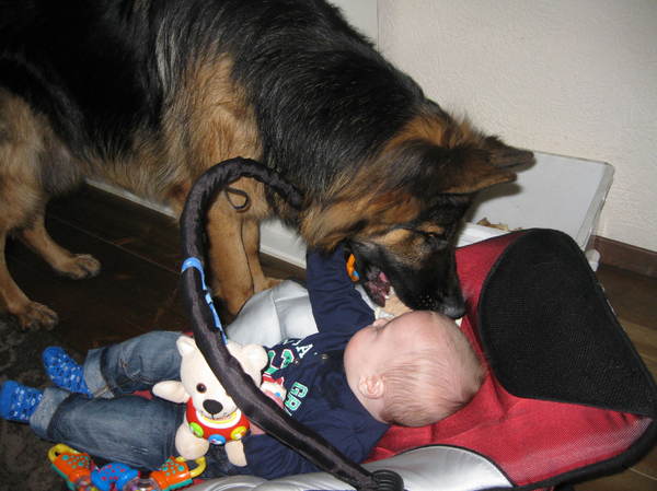 Oud Duitse Herdershond