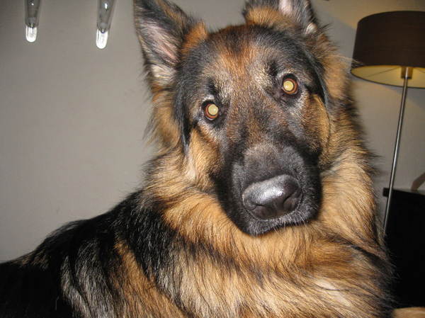Oud Duitse Herdershond