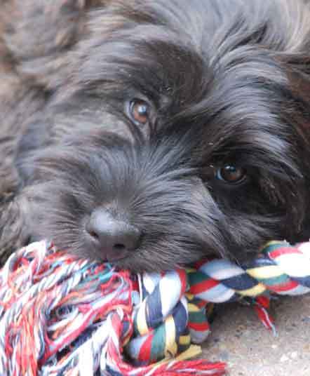 Gos d’Atura Català (Catalaanse herder)