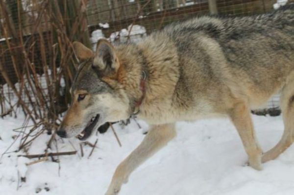 Song Dog/Old Hawk Kennels