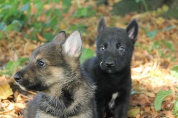 Song Dog/Old Hawk Kennels