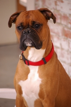 Boxer