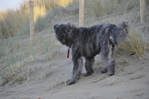 Bouvier