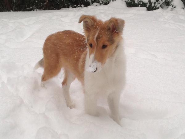 Schotse Herdershond, Langhaar